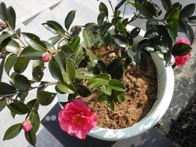 茶梅盆景的修剪方法，茶梅的修剪方法圖解?