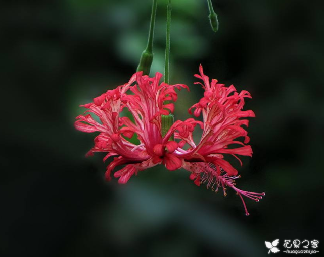 吊燈扶桑怎么換盆，扶桑什么時(shí)候換盆?