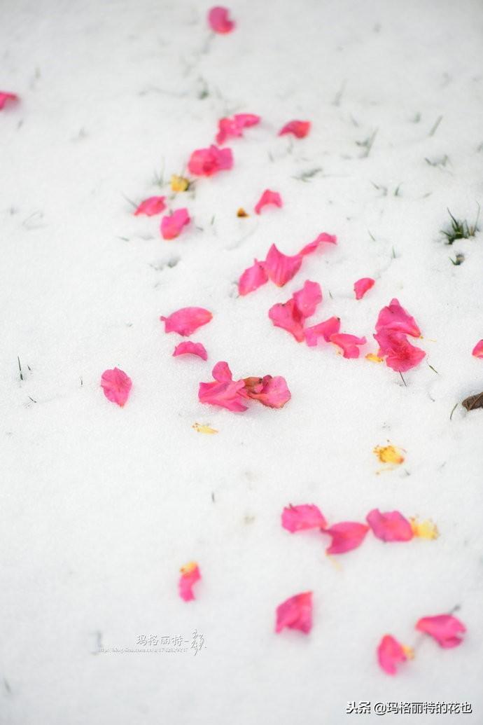 如何使茶梅在圣誕開(kāi)花，茶梅開(kāi)白花怎么辦?