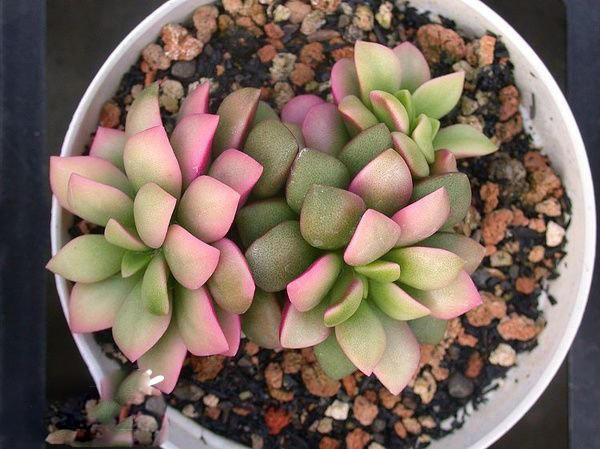 春夢(mèng)殿錦徒長(cháng)了怎么辦，春夢(mèng)殿錦葉片發(fā)軟?