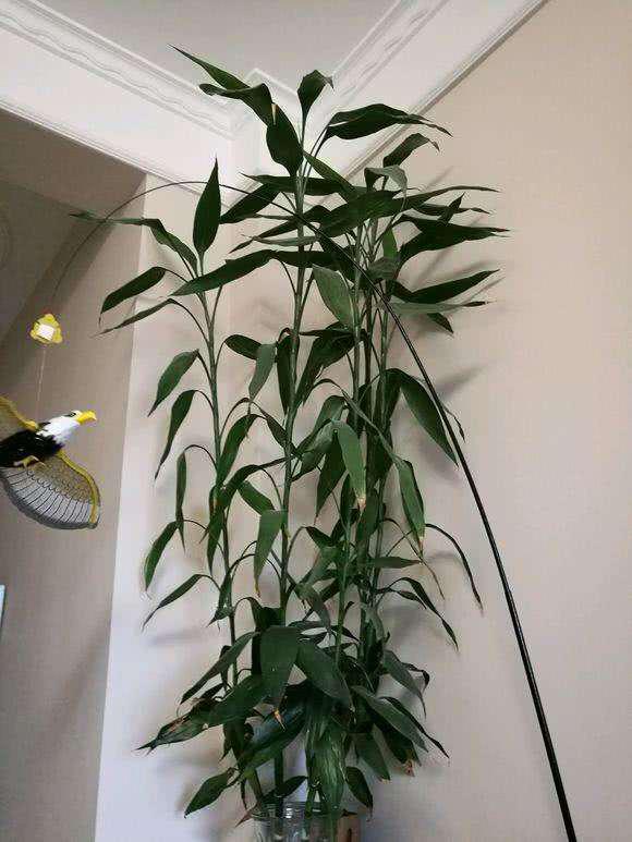 土養富貴竹長(cháng)得太高了怎么辦，土養富貴竹怎么修剪，水培富貴竹可以土養嗎?