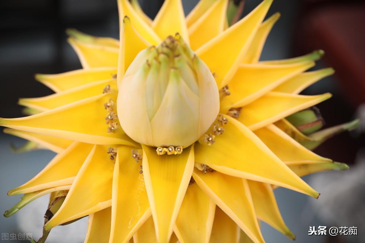 地涌金蓮開(kāi)花后怎么處理，爛莖了怎么辦，地涌金蓮花后怎么處理?