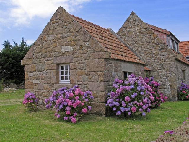 八仙花怎么繁殖，八仙花的養殖方法和注意事項?