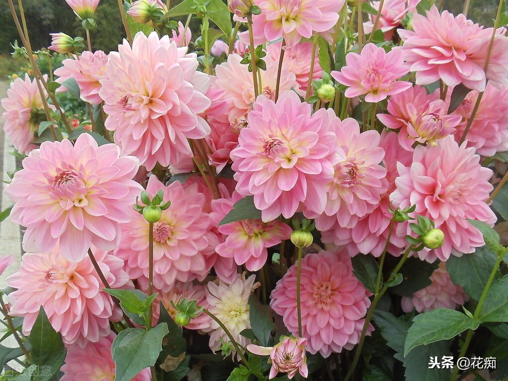 大麗花能過(guò)冬嗎，北方地栽大麗花冬天會(huì )死嗎?