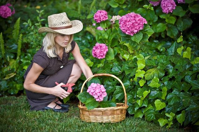 八仙花怎么繁殖，八仙花的養殖方法和注意事項?