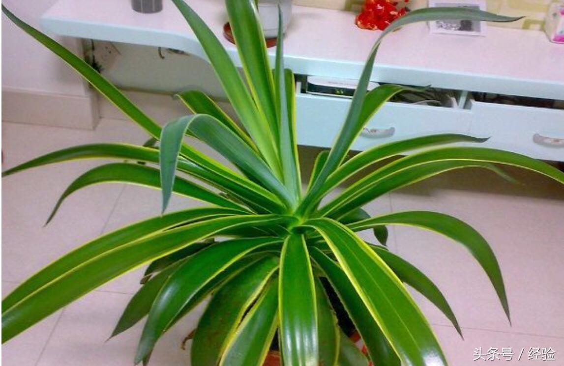 龍舌蘭如何換盆，龍舌蘭什么季節換盆，龍舌蘭的栽培與養護?