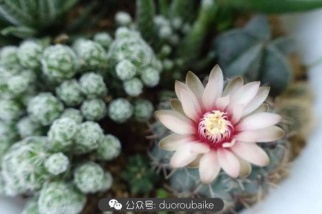 多肉白鳥(niǎo)怎么施肥，白鳥(niǎo)多肉爆盆?