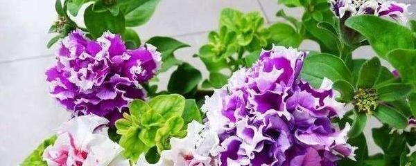 矮牽牛怎么扦插，矮牽牛怎么繁殖?