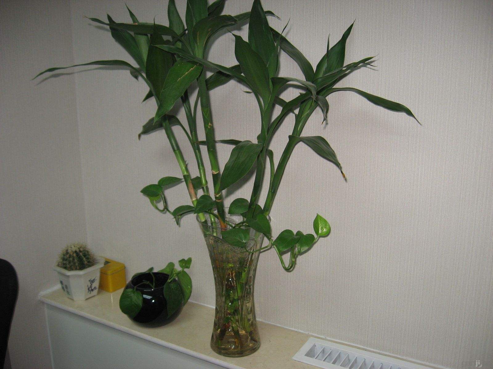 水養富貴竹怎么過(guò)冬天，富貴竹過(guò)冬干枯怎么救，如何水養富貴竹?