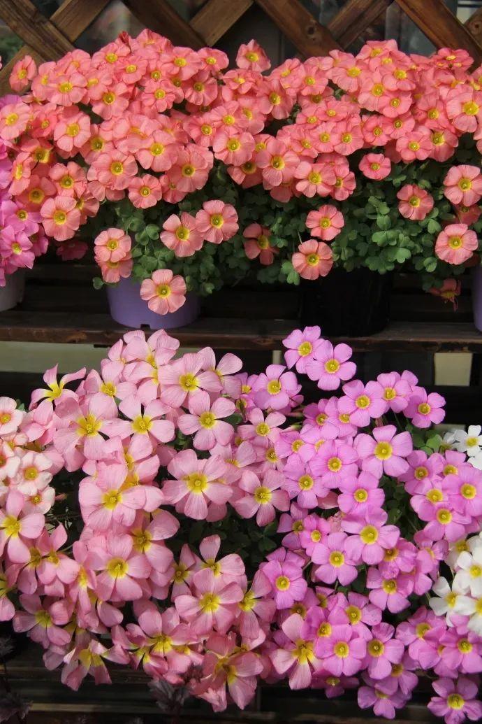 百萬(wàn)小鈴的扦插方法，小木槿扦插多久生根?