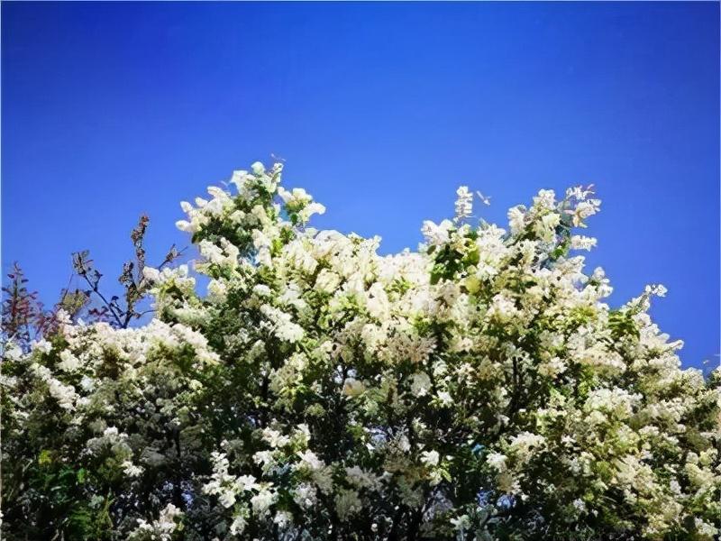 白鵑梅的繁殖方法，紅柄白鵑梅功效?