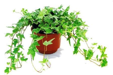 常春藤怎樣修剪，常春藤盆景造型?