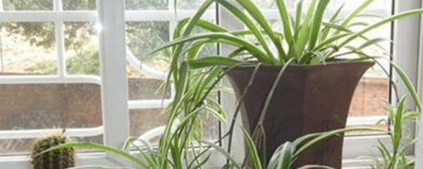 吊蘭換盆的注意事項，換盆最好用什么土，吊蘭換完土立即澆水嗎?