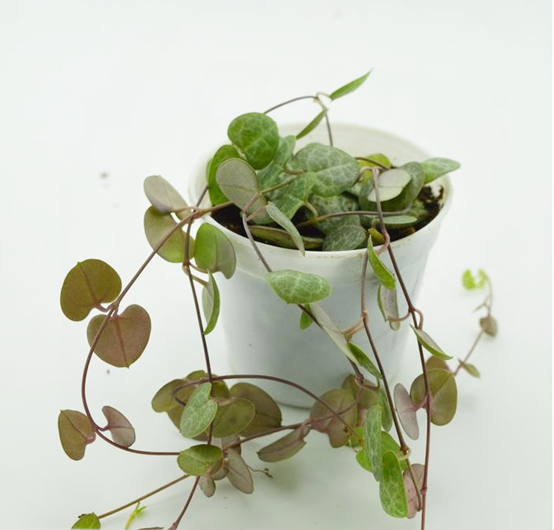 愛(ài)之蔓怎么澆水，愛(ài)之蔓如何重新移栽?