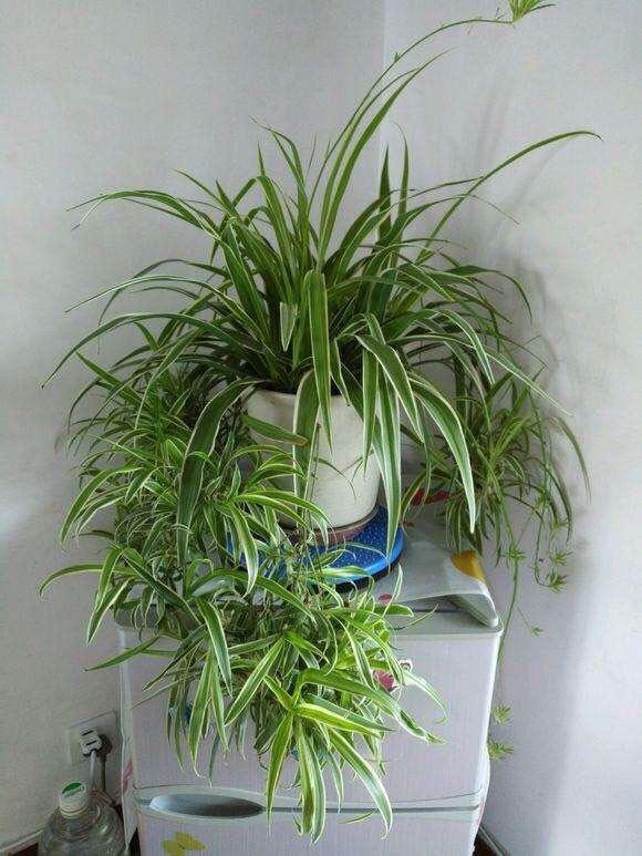 吊蘭冬天怎么過(guò)冬，金邊吊蘭冬天會(huì )凍死嗎?