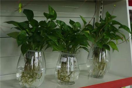 水培牡丹吊蘭的養殖方法和注意事項，水培會(huì )不會(huì )開(kāi)花，水培綠蘿放啥長(cháng)得快?