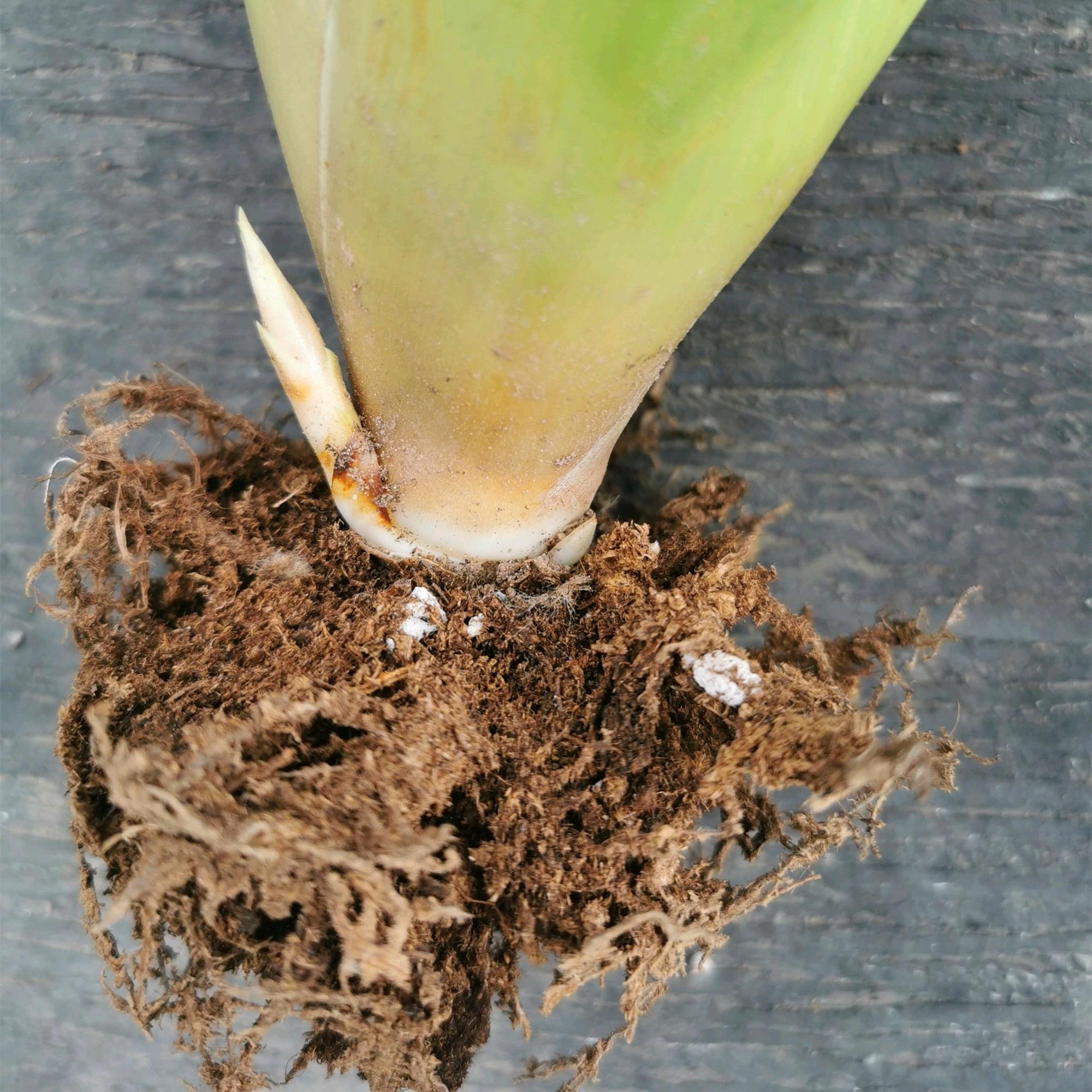 鴻運當頭怎么修剪，鴻運當頭用什么肥料最好?