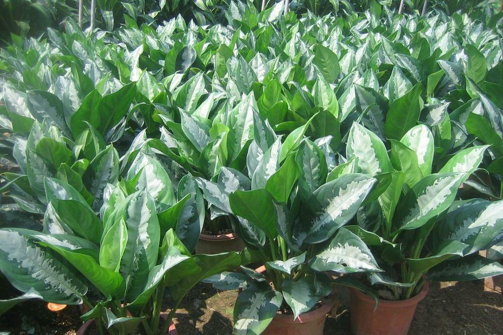 粗肋草的扦插繁殖，粗肋草品種?