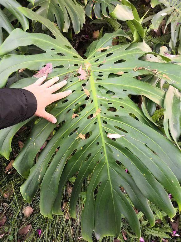 長(cháng)壽花施肥方法，用什么肥好，長(cháng)壽花用什么肥好什么時(shí)候施肥合適?