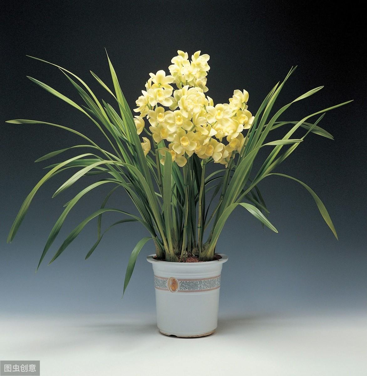 大花蕙蘭出花苞后如何管理，有花苞了怎么澆水，花在開(kāi)花期如何澆水?