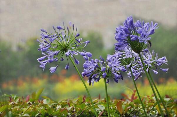百子蓮的繁殖方式有哪些，百子蓮品種?