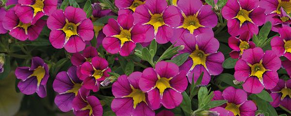 百萬(wàn)小鈴的摘心方法，百萬(wàn)小鈴摘心?