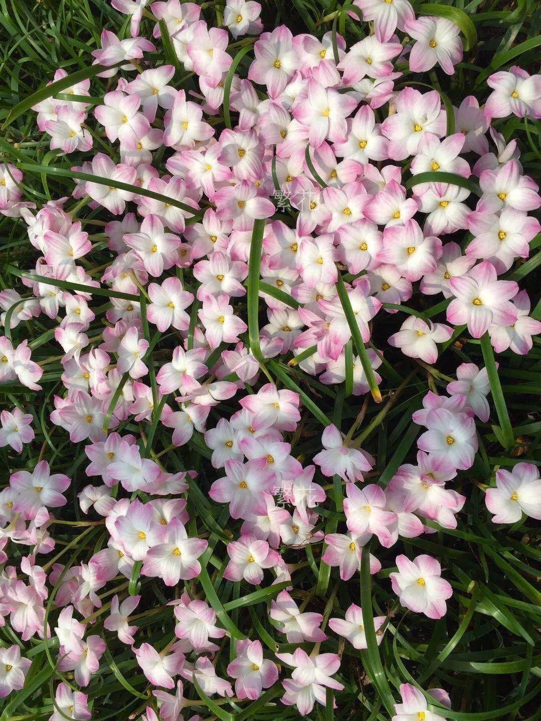 蔥蘭什么時(shí)候開(kāi)花，蔥蘭和韭蘭的區別?