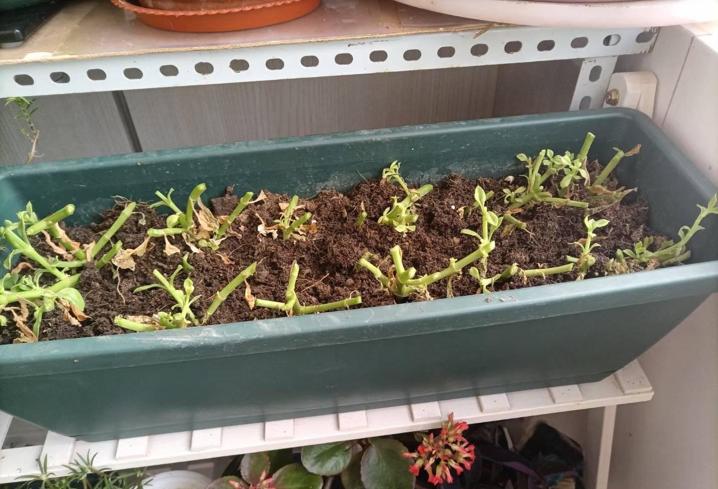 水培牡丹吊蘭的養殖方法和注意事項，水培會(huì )不會(huì )開(kāi)花，牡丹花可以用水養嗎?