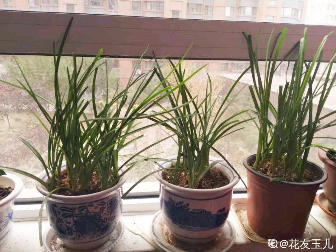 春蘭怎么養才能開(kāi)花，春蘭品種大全?