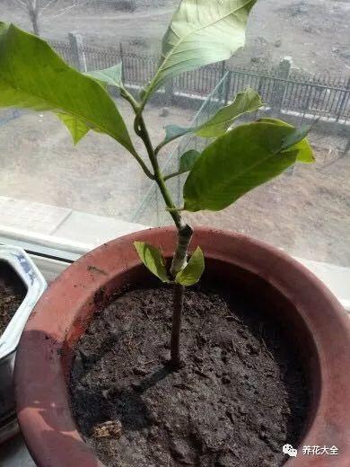 白蘭花什么時(shí)候開(kāi)花，地栽白蘭花過(guò)冬?