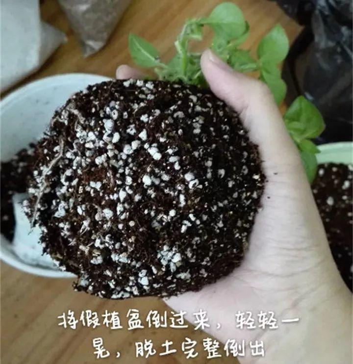 矮牽牛在什么季節開(kāi)花，矮牽牛開(kāi)花后要打頂嗎?