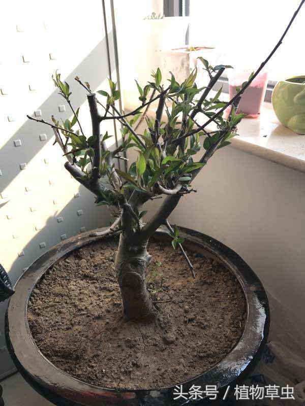 垂枝海棠什么時(shí)候開(kāi)花，垂枝海棠和垂絲海棠?