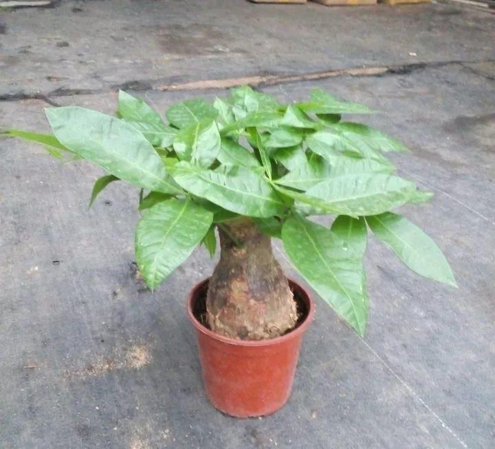 家養發(fā)財樹(shù)怎樣過(guò)冬，能用硫酸亞鐵水澆嗎，招財樹(shù)冬天怎么養?