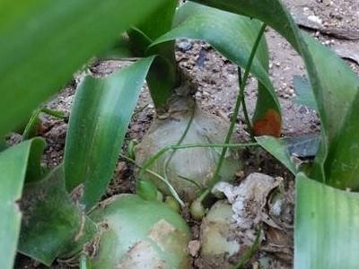 虎眼萬(wàn)年青怎么修剪，中華萬(wàn)年青葉片修剪?