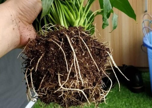 白掌葉子長(cháng)勢茂盛就是不開(kāi)花的原因，形容花草長(cháng)得十分茂盛?