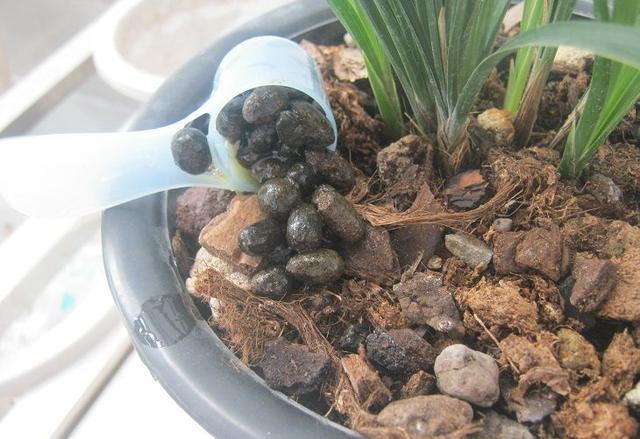 春蘭怎么施肥，春蘭施什么肥比較好?