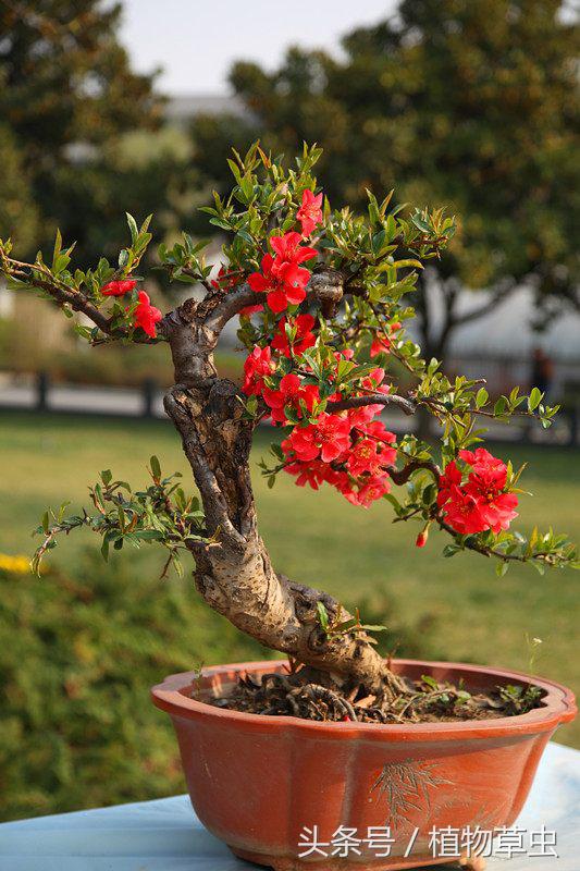 垂枝海棠什么時(shí)候開(kāi)花，垂枝海棠和垂絲海棠?