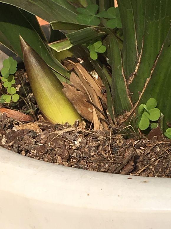 大花蕙蘭出花苞后如何管理，有花苞了怎么澆水，花在開(kāi)花期如何澆水?