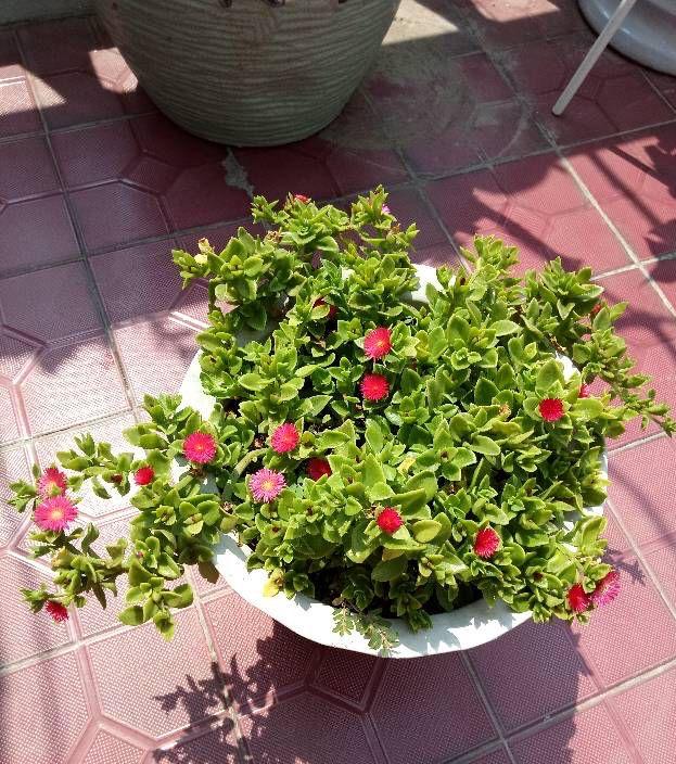 水培牡丹吊蘭的養殖方法和注意事項，水培會(huì )不會(huì )開(kāi)花，牡丹花可以用水養嗎?