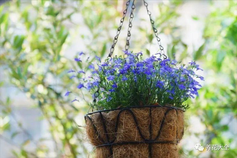 百萬(wàn)小鈴的繁殖方法，什么時(shí)候扦插，金魚(yú)吊蘭的扦插方法和注意事項?