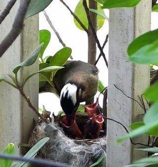 白頭翁的繁殖方法，白頭翁怎么分公母?
