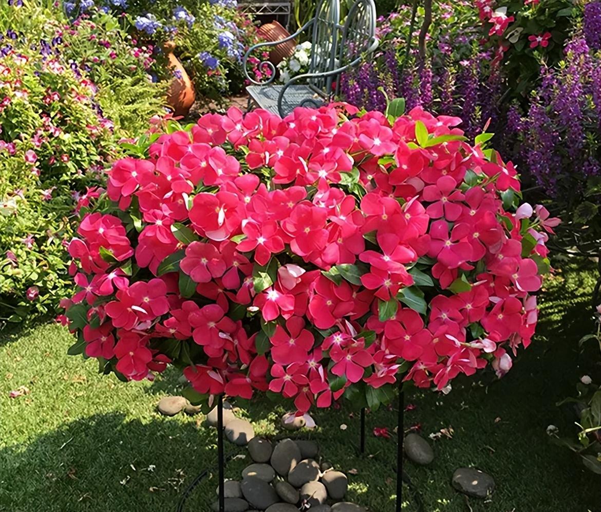 百萬(wàn)小鈴什么時(shí)候開(kāi)花，小木槿要多大花盆栽?