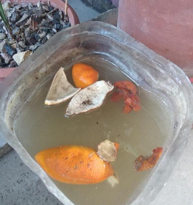 茶花施肥用什么肥料，茶花施肥過(guò)多怎么辦，種茶花用什么肥料最好?