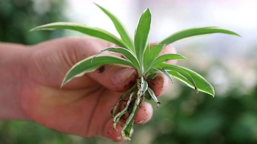 吊蘭冬天怎么過(guò)冬，金邊吊蘭冬天會(huì )凍死嗎?