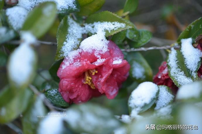如何使茶梅在圣誕開(kāi)花，茶梅開(kāi)白花怎么辦?