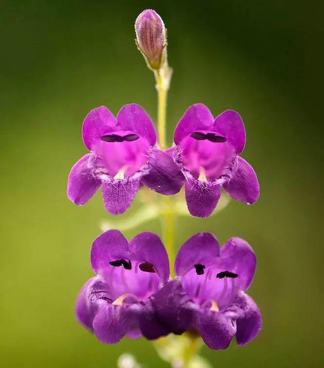 釣鐘柳的繁殖方法詳解，釣鐘柳圖片?