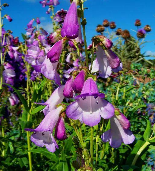 釣鐘柳的繁殖方法詳解，釣鐘柳圖片?