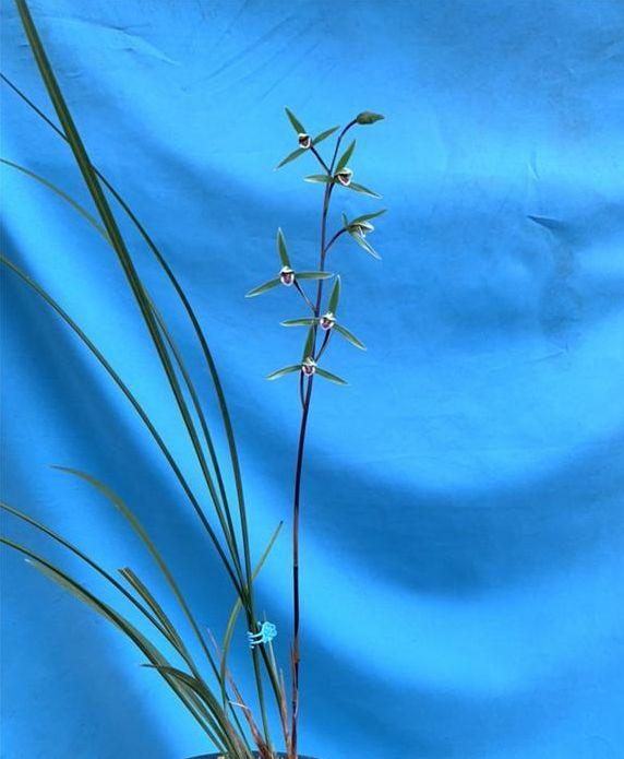 寒蘭怎么施肥，細葉寒蘭?