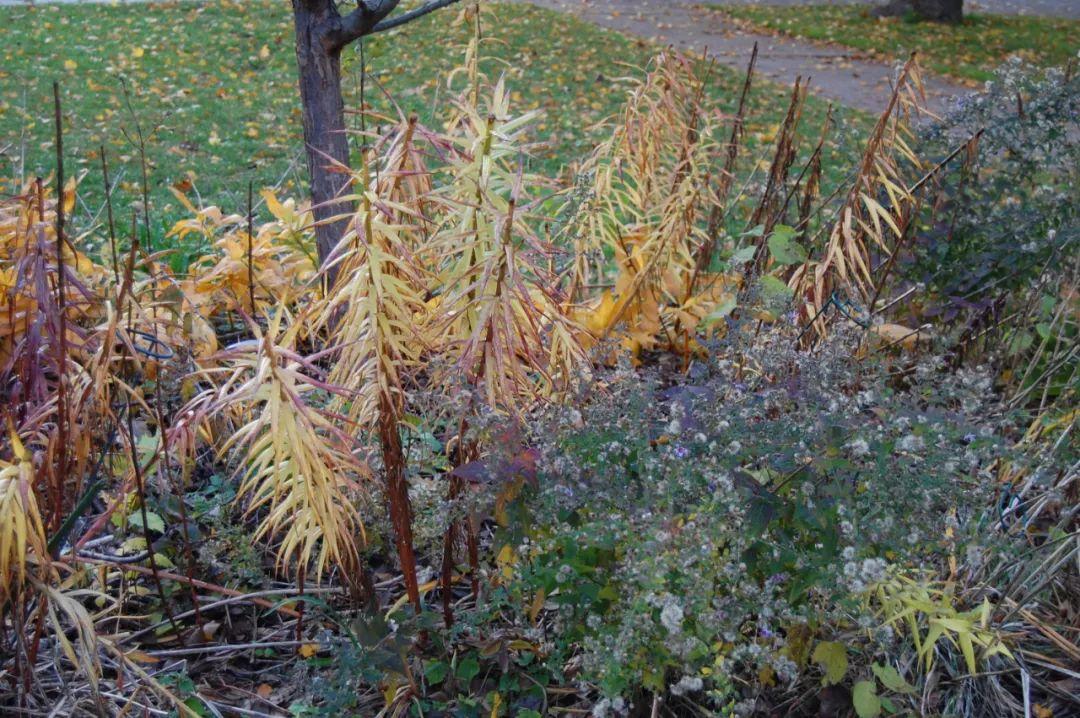 百合施肥方法，用什么肥好，發(fā)酵好的雞糞怎么施肥?