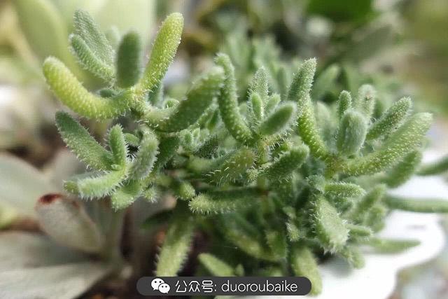 多肉白鳥(niǎo)怎么施肥，白鳥(niǎo)多肉爆盆?